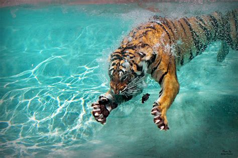 Tiger Claws bet365